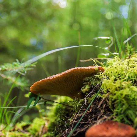 別荘 6 Person In Hovborg-by Traum ホーフブルグ